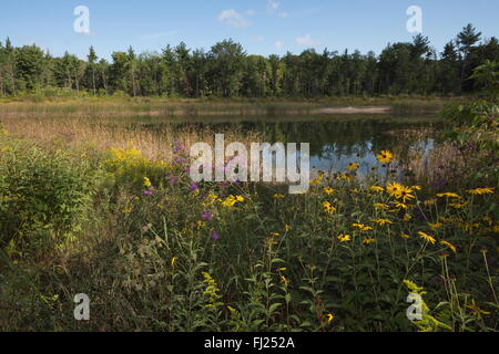 Üppige Vegetation und mehrere Blüten von den Black-Eyed Susan angrenzend an einen großen Teich mit einem Waldgebiet im Hintergrund. Stockfoto