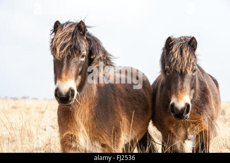 Wild Exmoor pony Herde auf exmoor in North Devon Stockfoto