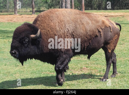 Eines erwachsenen männlichen American Buffalo wirft seine schwere Wintermantel Wollhaar, wie das Wetter im Frühling sich erwärmt. Auch bekannt als reiben American Bison, diese riesigen charakteristischen Säugetiere der Westen der USA und Kanada oft große Bäume oder Felsen zu helfen, die Haare aus dem Körper zu entfernen. Nur bleibt das ganze Jahr über lange Haare auf dem Kopf, Buckel und Vorderbeine. Eine amerikanischen Bison erschien auf der US 5-Cent (Nickel)-Münze aus dem Jahr 1913 bis 1938; der Kopf eines amerikanischen Indianer erschien auf der Münze der anderen Seite. Stockfoto