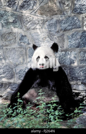 Ein Riesen-Panda leckt seine Lippen warten geduldig Lieferung seiner bevorzugten Nahrung, Bambus, innen die Panda-Bär-Ausstellung in einem Zoo im Hafen Stadt Dalian in der Volksrepublik China (PRC). Diese seltenen und gefährdeten Säugetiere leben in erster Linie in China in Wildnis-Schongebiete, Zucht, Zentren und Zoos. Gegen eine jährliche Gebühr Darlehen die Chinesen auch ihre großen Pandas zu anderen Zoos auf der ganzen Welt. Stockfoto