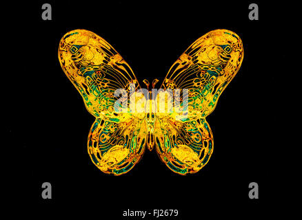 hellgelb und Tirkys Farbe Schmetterling auf schwarzen Bckground. Stockfoto