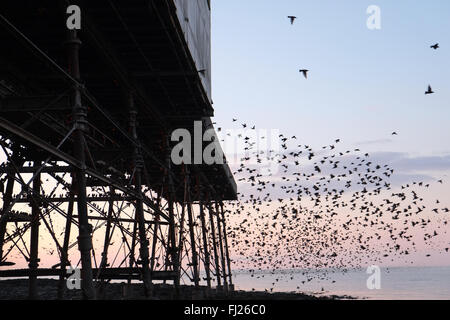 Aberystwyth, Großbritannien. 28. Februar 2016. Stare unter Pier bei Sonnenuntergang in Aberystwyth,Ceredigion,Wales,U.K Credit: Paul Quayle/Alamy Live News Stockfoto