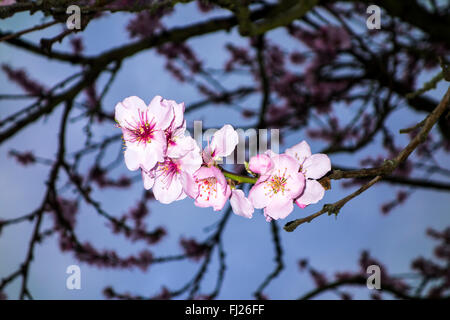 Mandelblüte Stockfoto