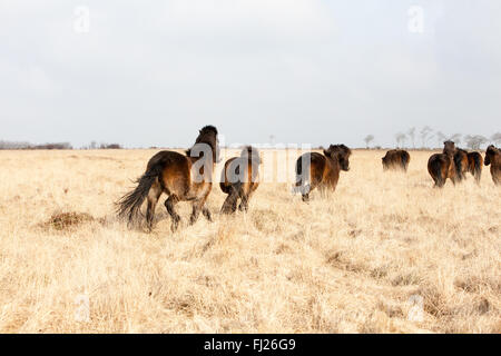 Wild Exmoor pony Herde auf exmoor in North Devon Stockfoto