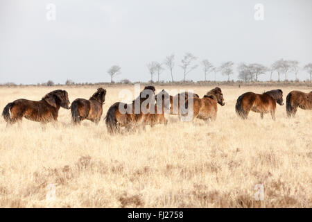 Wild Exmoor pony Herde auf exmoor in North Devon Stockfoto