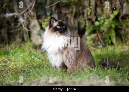 Seal Mitted Ragdoll Katze im Garten Stockfoto