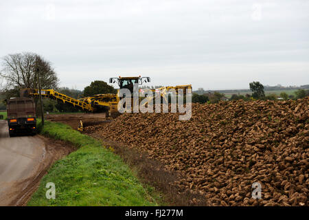 Zuckerrüben verladen Lkw, Hollesley, Suffolk, UK. Stockfoto