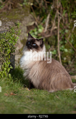 Seal Mitted Ragdoll Katze im Garten Stockfoto