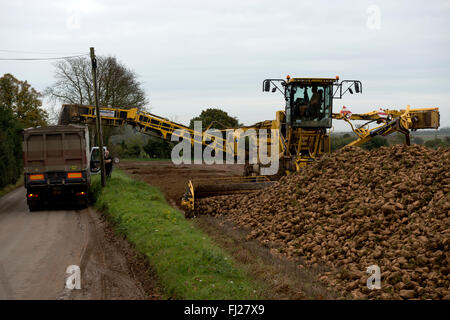 Zuckerrüben verladen Lkw, Hollesley, Suffolk, UK. Stockfoto