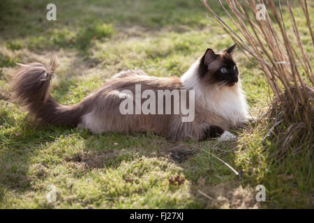 Seal Mitted Ragdoll Katze im Garten Stockfoto