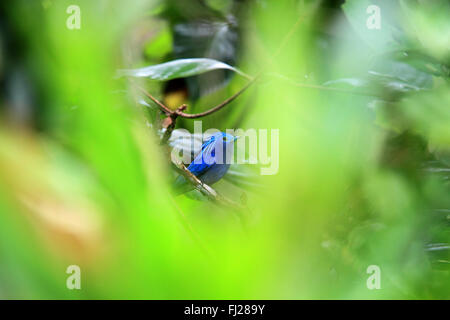 Himmlische Monarch (Hypothymis Coelestis) auf Mindanao, Philippinen Stockfoto