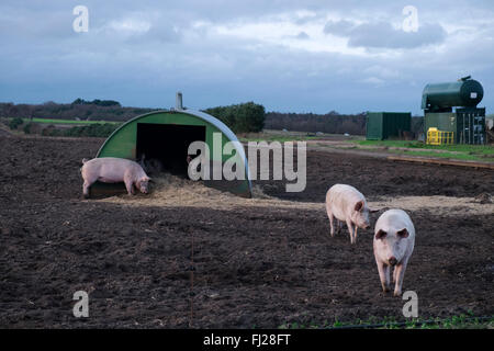 Outdoor-Schweinezucht, Sutton Heath, Suffolk, UK. Stockfoto