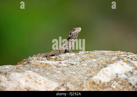 Agama Eidechse in der Sonne aalen Stockfoto