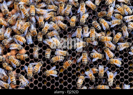 Bienen in einem Bienenstock. Stockfoto