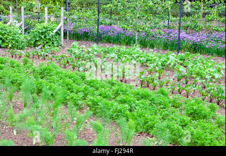 Bio-Gemüsegarten mit Wurzelgemüse, lila Zwiebeln und Birne Bäume in Landgemeinde Zuteilung für sommerlichen Ernte bereit Stockfoto