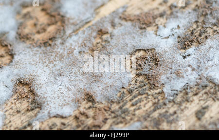 Textur der Dicke Schimmel auf Holz Stockfoto