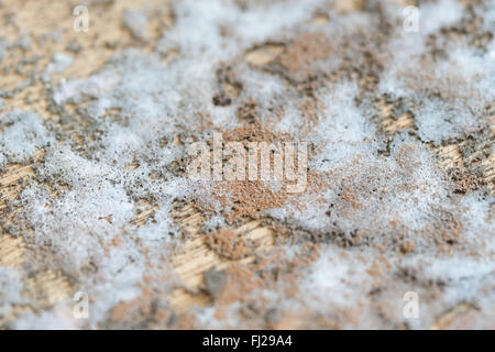 Textur der Dicke Schimmel auf Holz Stockfoto