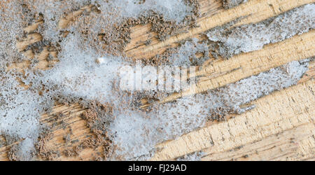 Textur der Dicke Schimmel auf Holz Stockfoto