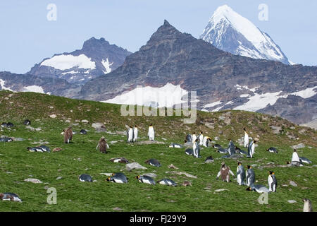 King Penguin (Aptenodytes Patagonicus) Gruppe von Erwachsenen in Brutkolonie mit Berg- und Gletscherwelt sichtbar, Süd-Georgien Stockfoto