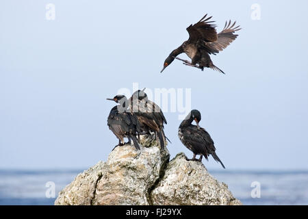 Rock Shag (Phalacrocorax Magellanicus) Erwachsene stehen auf Felsen mit einem Vogel Landung unter ihnen, Falkland-Inseln Stockfoto