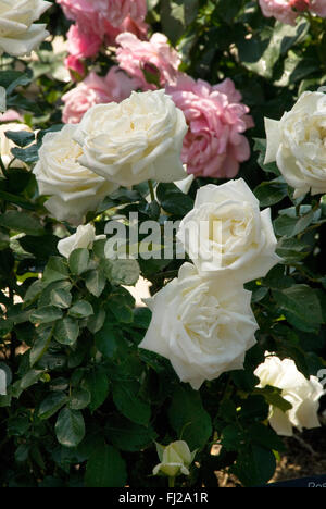 Hybride Tee Rose KAREN BLIXEN Stockfoto