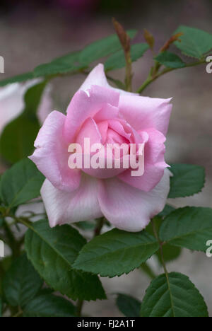 Strauch, Explorer-Serie Rose LAMBERT CLOSSE Stockfoto