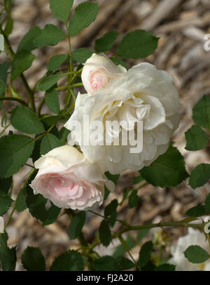 Strauch-Rose, MORDEN erröten, Parkland-Serie, Kanada, sehr Hardy, Stockfoto