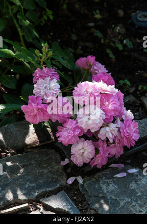 Hybrid Musk, ROSE WIND CHIMES, Rambler, rosa, starker Duft, Stockfoto