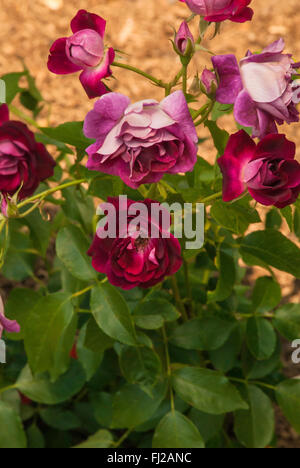 Floribunda Rose Burgund ICE, BURGUNDY ICEBERG Stockfoto