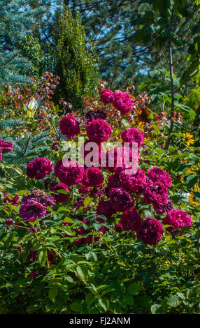 David Austin Strauch Rose, WILLIAM SHAKESPEARE Stockfoto