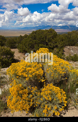 Rabbitbush und Pinon Kiefern am GREAT SAND DUNES NATIONAL PARK - COLORADO Stockfoto