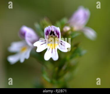 Gemeinsamen Augentrost (Euphrasia Nemorosa) Nahaufnahme Blume. Ein weiß, blau und gelb blühenden Hemi-parasitären Pflanze Stockfoto