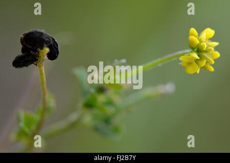 Black Medick (Medicago Lupulina). Gelben Blüten und markante Samen dieser Pflanze in der Erbse Familie (Fabaceae) Stockfoto