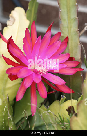 Leuchtend rosa oder rote Epiphyllum oder bekannt als Orchid cactus Stockfoto