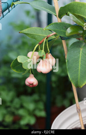 Syzgium Samarangense oder bekannt als Wachs Jambu wächst auf einem Baum Stockfoto