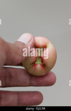 Halten Syzgium Samarangense oder bekannt als Wachs Jambu in der hand Stockfoto