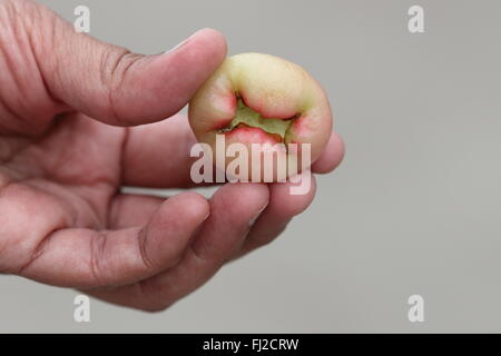 Halten Syzgium Samarangense oder bekannt als Wachs Jambu in der hand Stockfoto