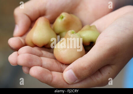 Halten Syzgium Samarangense oder bekannt als Wachs Jambu in der hand Stockfoto