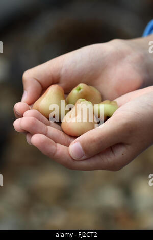 Halten Syzgium Samarangense oder bekannt als Wachs Jambu in der hand Stockfoto