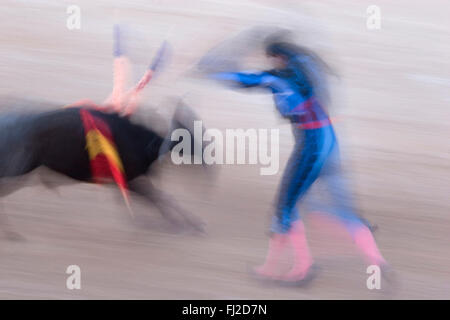 Ein PICADOR ist Poesie in Bewegung bei einem Bull Kampf - SAN MIGUEL DE ALLENDE, Mexiko Stockfoto