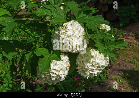 Weiße Gartenblumen 2015. Stockfoto