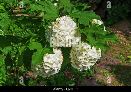 Weiße Gartenblumen 2015. Stockfoto