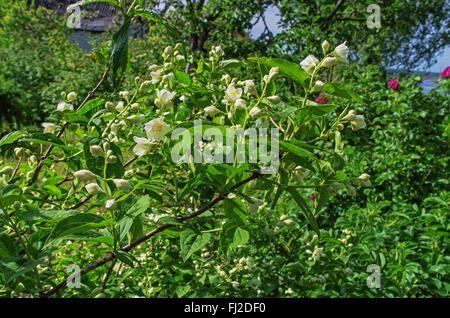 Weiße Gartenblumen 2015. Stockfoto