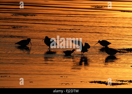 Einige Wader Arten (Austernfischer, Brachvogel und Bar-tailed Uferschnepfe), gegen das reflektierte Licht der untergehenden Sonne. Stockfoto