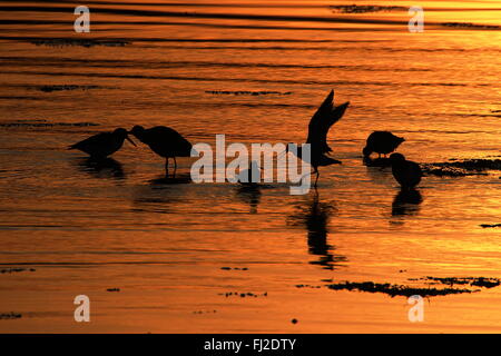 Einige Wader Arten (Austernfischer, Brachvogel und Bar-tailed Uferschnepfe), gegen das reflektierte Licht der untergehenden Sonne. Stockfoto