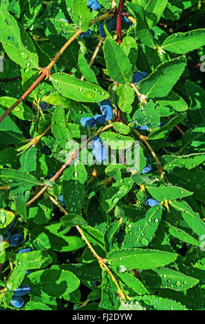 Blaue Beeren Geißblatt auf einem Hintergrund aus grünen Blättern. Stockfoto