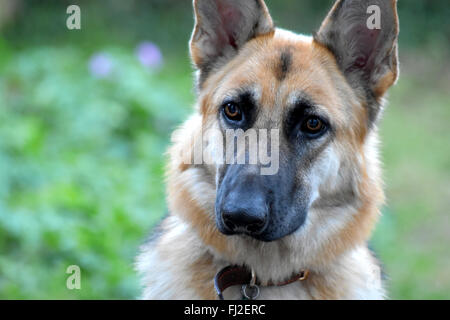 Deutsch Shepard Welpen Stockfoto