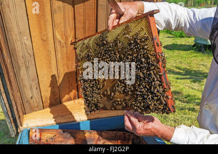 Der Imker arbeitet in der Nähe von einem Bienenstock im Dorf. Stockfoto