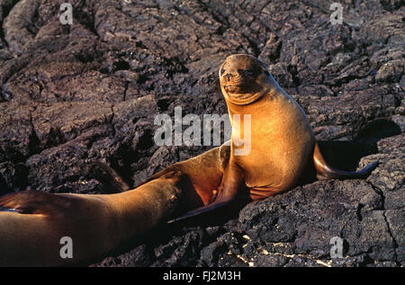 GALAPAGOS SEEBÄR (Arctocephalus Galapagoensis) - JAMES BAY, ISLA SANTIAGO, GALAPAGOS-Inseln, ECUADOR Stockfoto