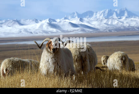 Damxung, Tibet. 29. Februar 2016. Eine Herde von Pregant Schafe weiden an die Sensen Frühling Weide in Qiaga Township von Damxung County, Südwesten Chinas Tibet autonome Region, 26. Februar 2016. Frühling ist eine Zeit für Lamm Geburten. Wie der Frühling kommt, sind Hirten auf der 5.000 Meter hohen Sensen Frühling Weide in Qiaga Township von Damxung County Leben beschäftigt mit tibetischen Lämmer zu liefern. Tibetische Schafe, die hauptsächlich über der Höhe von 4.500 Metern Leben, sind Hersmen die wesentlichen Mittel des Lebensunterhalts sowie wichtige Mittel zur Produktion. Bildnachweis: Xinhua/Alamy Live-Nachrichten Stockfoto